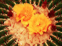 Echinocactus ingens